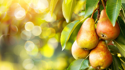 Pear garden tree ripe pears tree image succulent plantation mature organic on lighted background
