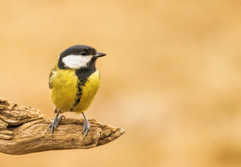 Naklejka premium Great tit drink water and sitting on branch