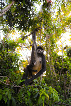 white tailed macaque