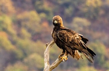 Action photography of Golden Eagle