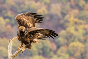 Action photography of Golden Eagle