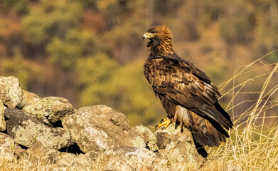 Action photography of Golden Eagle