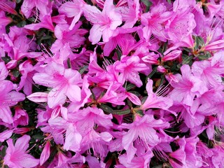 Big pink azalea (rhododendron) bush or shrub & leaves in the park japanese garden as background....