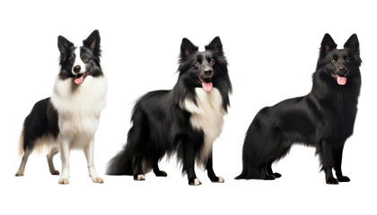Obraz premium group of black and white dogs isolated on transparent background cutout