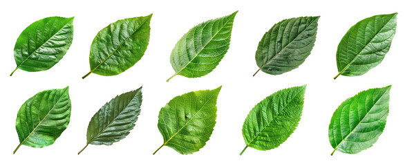 Naklejka premium isolated organic green leaves cutout in pack of ten