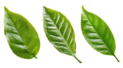 pack of three natural greenery leaves png on transparent background