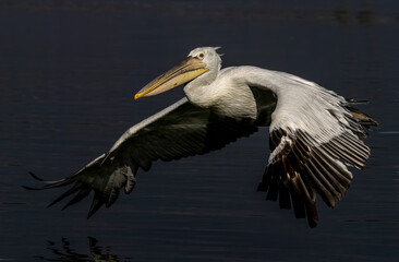 Dalmatian Pelican of Kerkini Lake