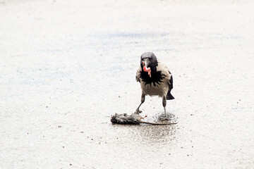 A crow pecks and tears a dead rat into pieces.