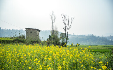 green rice field