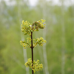Maple branch with young leaves and inflorescences on a cloudy day. New life concept.