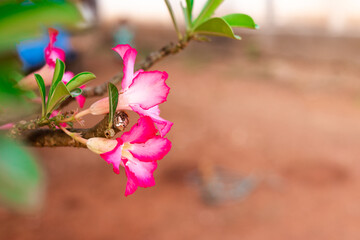 pink flowers of Adenium obesum, it is commonly known as a desert rose, Sabi star, kudu, mock...