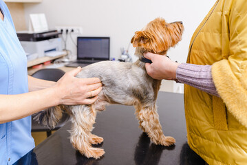 A veterinarian examines a sick puppy with its owner at the animal hospital. The Yorkshire Terrier...
