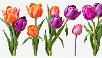 tulips in front of a white background
