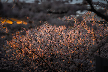spring blossoms in city