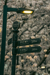 spring blossoms in city