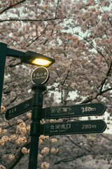 spring blossoms in city