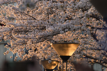 spring blossoms in city