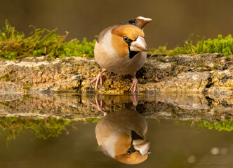 Adult Hawfinch sitting on the edge of water