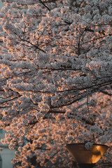 spring blossoms in city