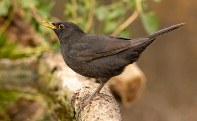 Blackbird sitting on the ground