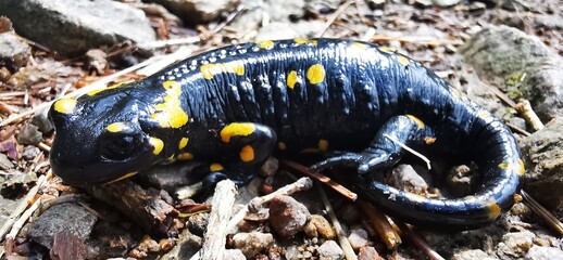 Salamandra