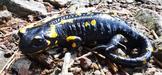 Salamandra