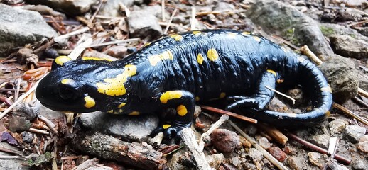Salamandra