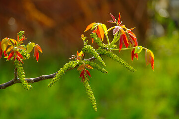 Young walnut leaves. Walnut branch with colored leaves and catkins. Blurred focus.