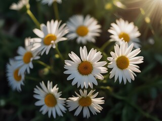Overhead photography of daisies just collected in a village field morning Sunlight Streaming Sunbeam Light Rays film photography soft colors top view