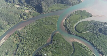 奄美のマングローブ林