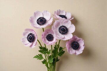 full framed beautiful Anemone flowers, copy space , studio shot