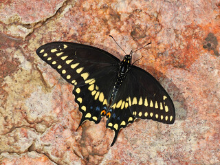 Butterfly at rock