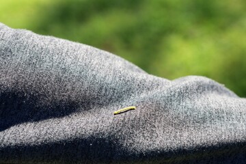 Close-up of a slug-like insect crawling on a person's arm