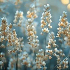 Close-up objects of rice grain flowers and wheat with a detailed and very clear texture during the...