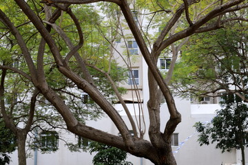 Buildings and structures in Tel Aviv against the background of branches and leaves of tall trees.