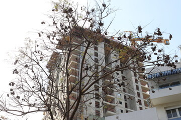 Fototapeta premium Buildings and structures in Tel Aviv against the background of branches and leaves of tall trees.