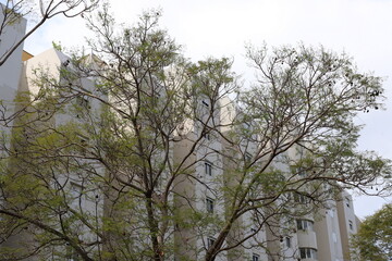 Buildings and structures in Tel Aviv against the background of branches and leaves of tall trees.