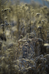 White snow on a bare tree branches on a frosty winter day, close up. Natural background. Selective botanical background.