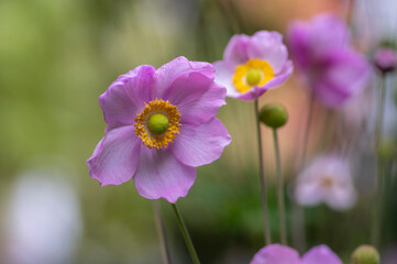 Anemone hupehensis praecox pink petal simplicity flowering plant, windflowers flowering plants in the garden