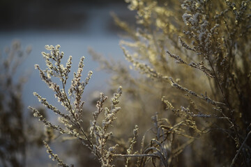 White snow on a bare tree branches on a frosty winter day, close up. Natural background. Selective botanical background.