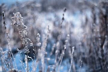 Winter atmospheric landscape with frost-covered dry plants during snowfall. Winter Christmas...