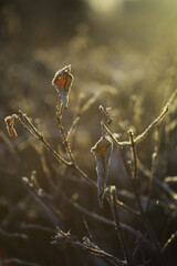 White snow on a bare tree branches on a frosty winter day, close up. Natural background. Selective botanical background.