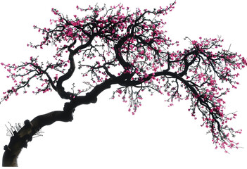 Cherry tree on isolated white background.