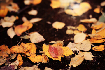 Beautiful Nature Autumn landscape. Scenery view on autumn city park with golden yellow foliage in Sunny day. Walking path in the city Park strewn with autumn fallen leaves.