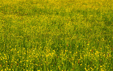 Meadow with yellow fresh flowers. Field with early wildflowers. Natural background