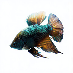 Fototapeta premium an isolated colorful fish on a white background, created with AI technology. 