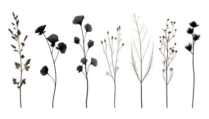 black flowers stem isolated on transparent background cutout