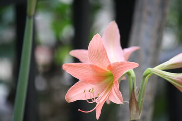 Pink colored Striped Barbados lily (Hippeastrum striatum) in bloom : (pix Sanjiv Shukla)