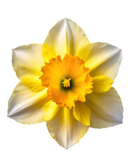 Close up of beautiful daffodil flower