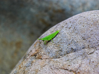 Close-up of a cricket perched on the stone. 